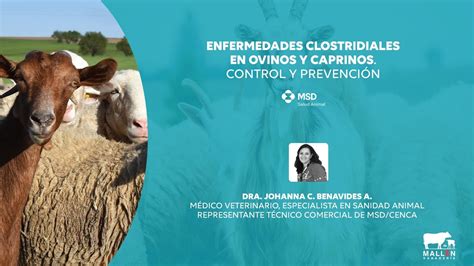 Enfermedades clostridiales en ovinos y caprinos control y prevención