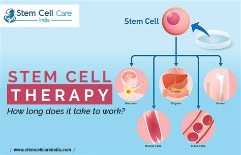 What are Stem Cells and How Long Does the Therapy Take? Home