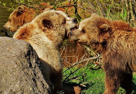 images water nature forest play zoo fur mammal mane