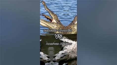 Saltwater Crocodile vs American Alligator - YouTube