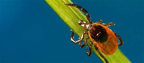 Do You Automatically Get Lyme Disease From A Tick Bite