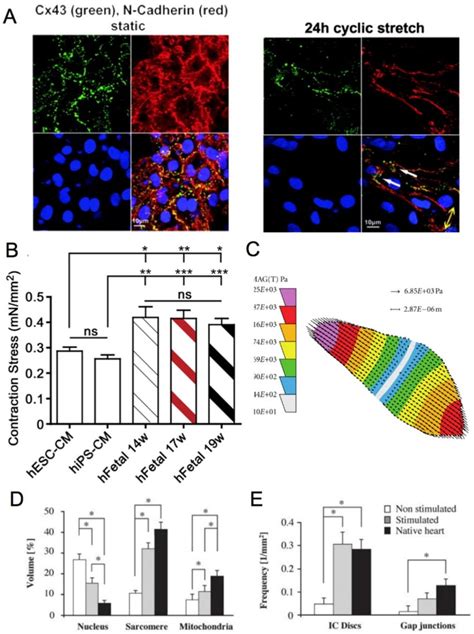 A Fluorescence Image Of Neonatal Rat Cardiomyocytes In Static Download Scientific Diagram