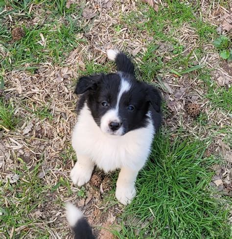 Blue Eyed Border Collie Puppy