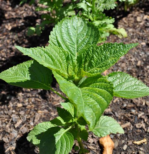 Perilla plant (Kkatnip) after 3 months | Kimchimari