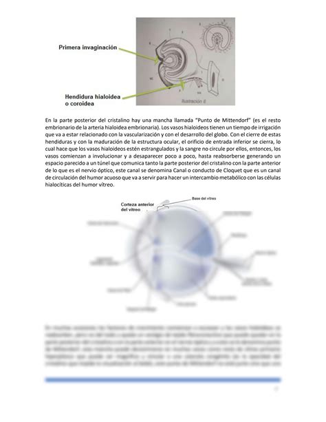 Solution Anatom A Embriolog A Del Globo Ocular Traumatismos Oculares