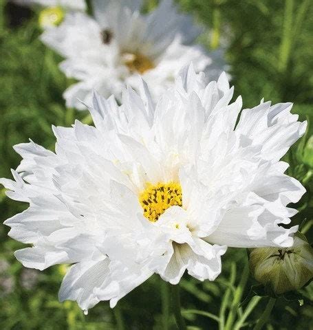 100 Cosmos Double Click Snow Puff Seeds Etsy