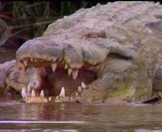 Gustave Crocodile | Burundi's Giant Man-Eater - Crocodile Facts