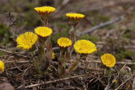 Картинки мать и мачеха цветок весной (69 фото)