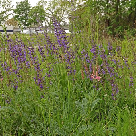 Wiesen-Salbei (Salvia pratensis)