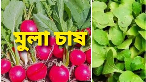 Shokher Bagan মুলা চাষ পদ্ধতি Easy To Grow Salad Radish In Fruit Basket