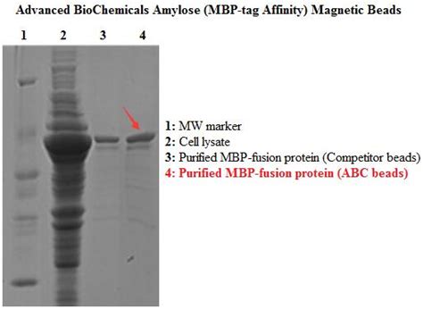 Amylose (MBP-tag affinity) Magnetic Beads - Advanced BioChemicals