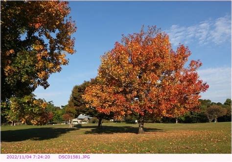 モミジバフウ 〈紅葉〉 散歩写真