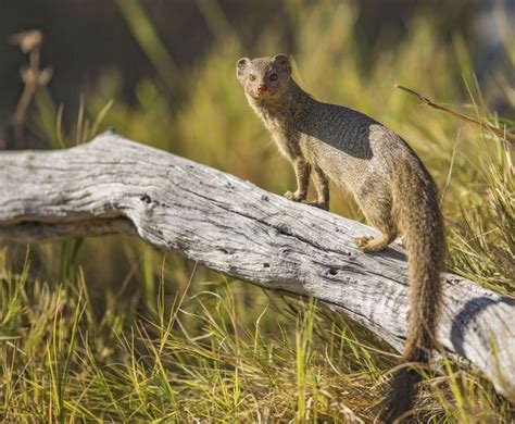 Slender Mongoose Small Pets Meerkat Animal Photo