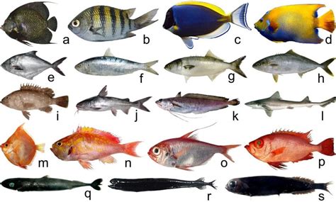 Tipo De Peixe Com U
