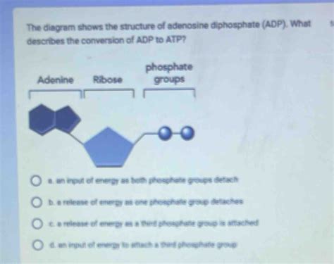 solved  diagram shows  structure  adenosine diphosphate adp