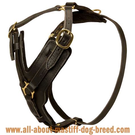 Exclusive Luxury Handcrafted Padded Leather Cane Corso Harness
