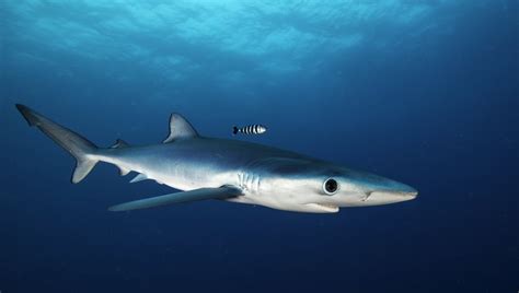 Blue Shark Facts & Information Guide - American Oceans