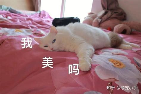 猫咪一辈子被“圈养”在家，对它而言，代表了什么？ 知乎