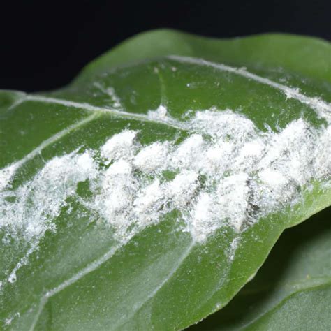 How to Get Rid of Mealybugs on Plants: A Full Guide to Home Remedies ...