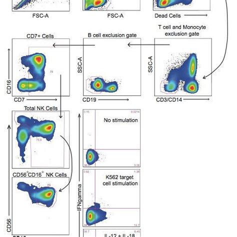 Representative Gating Strategy To Identify Nk Cells And Responses To