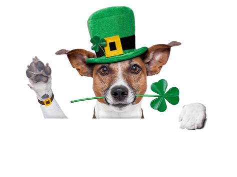 Puppies Saint Patrick S Day Wallpapers Wallpaper Cave