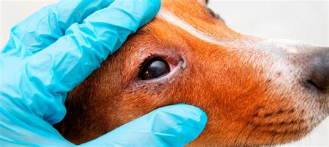 Conjuntivitis canina causas síntomas y tratamiento Blog de Zootecnia