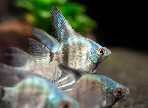 Avatar Turkey Green Angelfish P Scalare Tank Bred Aquatic Arts On