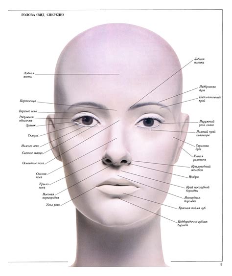 НАГЛЯДНЫЙ СЛОВАРЬ - ЧЕЛОВЕК