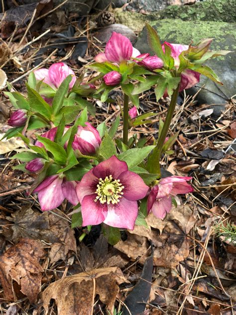 Each Little World Hellebore Season