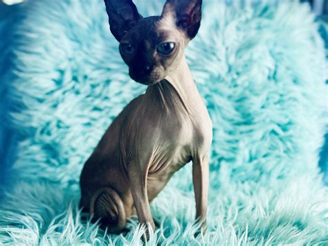 Sphynx Cats for Sale | Sphynx Kitten Breeder| Purrxotics