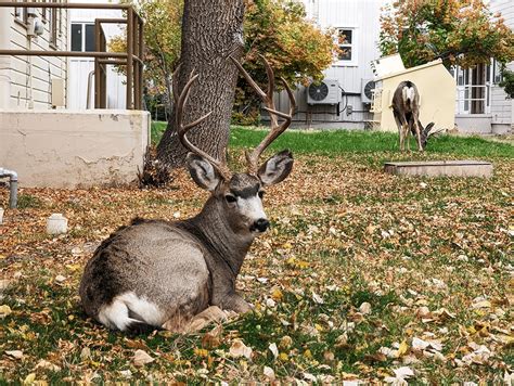 Daily Postcard Buck Rests On Gold Street Lawn