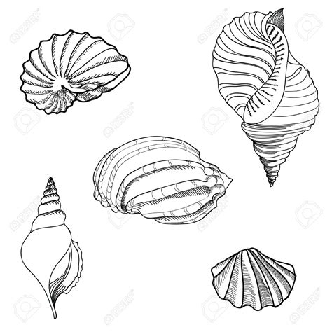 shells drawing  getdrawings