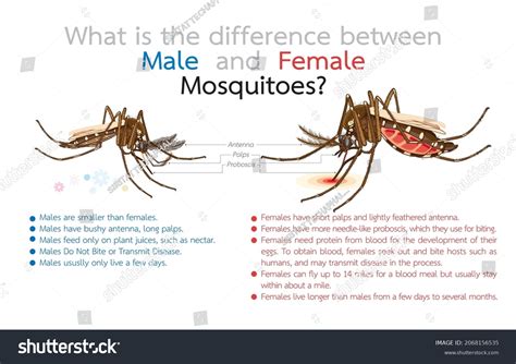 Mosquito Male Vs Female Atelier Yuwa Ciao Jp