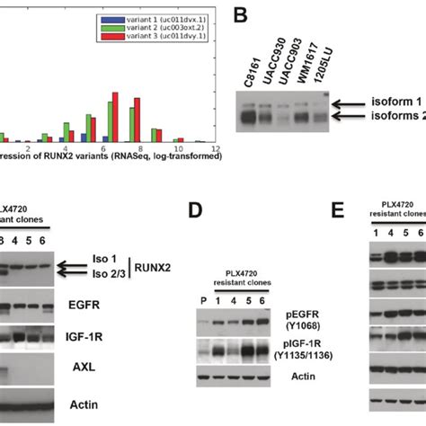 Akt Activity Is Involved In Runx2 And Rtk Expression 1205lu A And