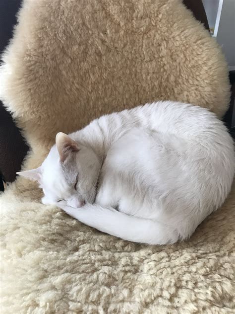 ドイツ語練習帳: 食べすぎた / zu viel gegessen haben / to have eaten too much