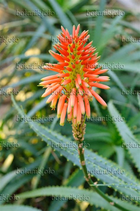 Image Candelabra Aloe Aloe Arborescens 480006 Images Of Plants