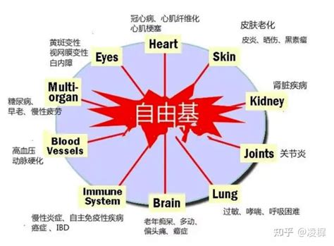 万恶之源：自由基 知乎