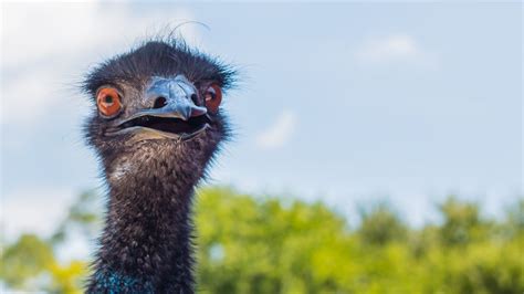 The Great Emu War Of 1932 Is As Weird As It Sounds IFLScience