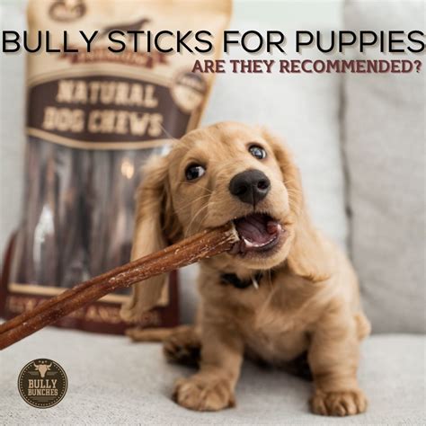 Small dog chews bully bunches bully sticks – Artofit