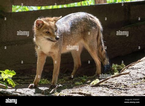 Crab Eating Fox Cerdocyon Thous South American Canid Stock Photo