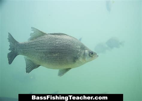 White Sand Bass Fishing Bass Fishing Teacher