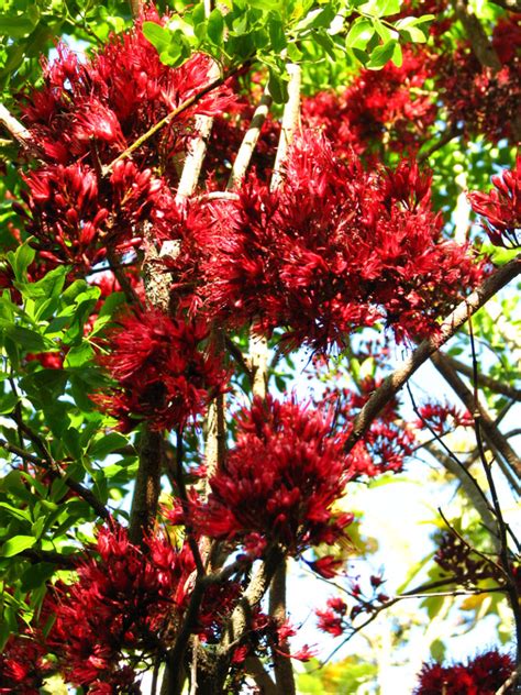 schotia brachypetala subtropical garden
