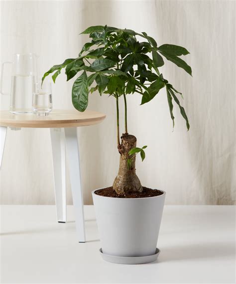 Buy Potted Money Tree Braid Indoor Plant Bloomscape