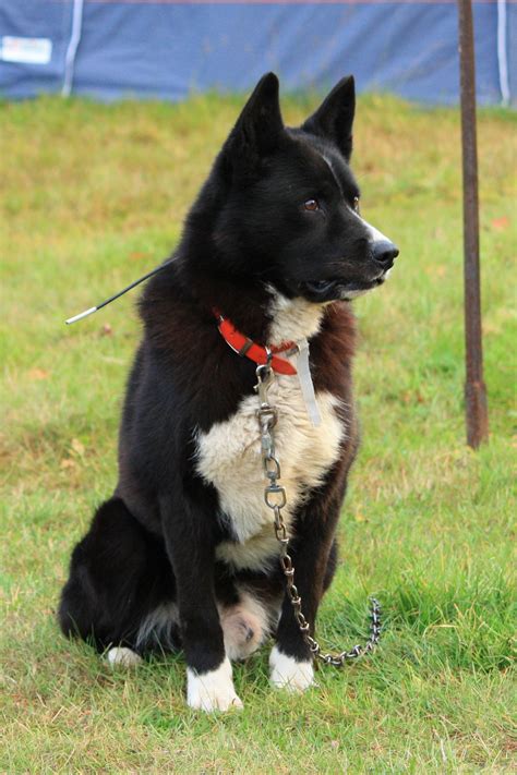 Karelian Bear Dog Temperament Lifespan Shedding Puppy