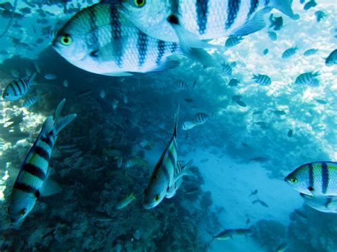 Sea Life in the Pacific Ocean Will Start to Suffocate by 2030 Thanks to