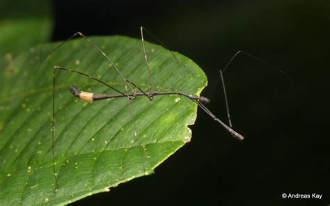 Thread Legged Assassin Bug Reduviidae Emesinae ID By Per Flickr