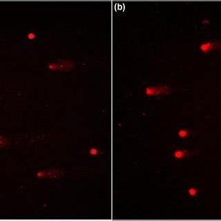 Evaluation Of The Basal Level Of Dna Damage In Lymphocytes Of Ad