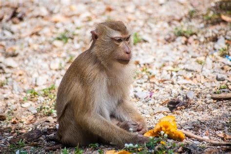 Monkey Eating Fruit at the Park in Phuket. Thailand. Macaca Leonina ...