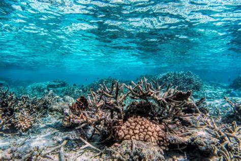 Underwater life. Coral reef, fish. — Stock Photo © Photocreo #6443364