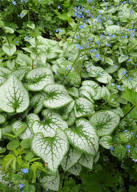 When to plant dahlia tubers: solving the dahlia grower's dilemma